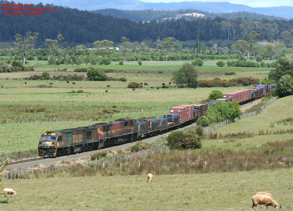 The grazing sheep appear to be unimpressed by the passage of locos 2100 and 2020 as empty paper train 531 heads east between Lemana Junction and Deloraine on 16 November 2006